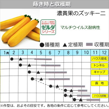 ズッキーニ 種子 ゼルダ ジャッロ 100粒