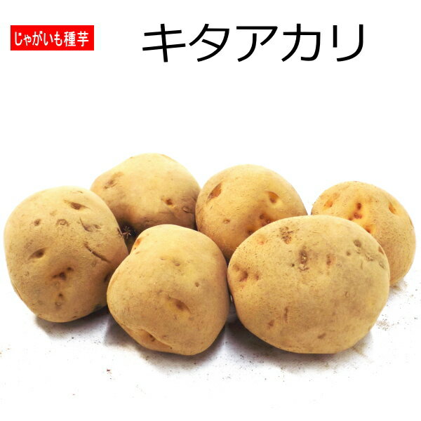 じゃがいも キタアカリ 種芋 500g ジャガイモ L～Sサイズ