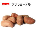 じゃがいも タワラヨーデル 種芋 500g ジャガイモ 2L〜Sサイズ