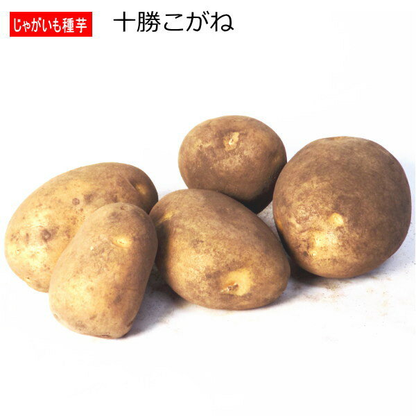 じゃがいも 十勝こがね 種芋 500g ジャガイモ L～Sサイズ