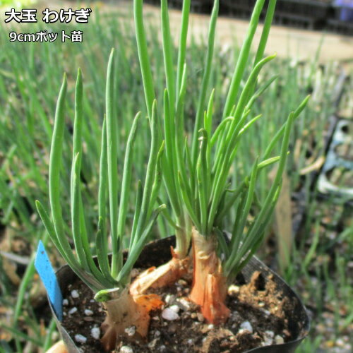 大玉わけぎ 芽出し 9cmポット苗