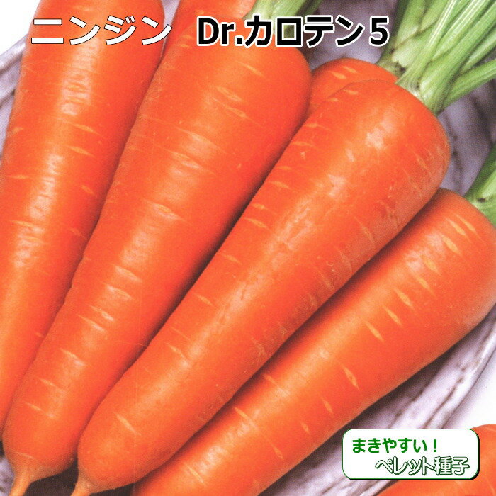 ニンジン 種子 Dr.カロテン5 ペレット種子 700粒 人参