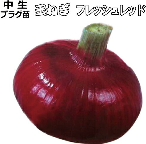 晩生 『 フレッシュレッド 』 赤たまねぎ 90本（100穴) セル苗