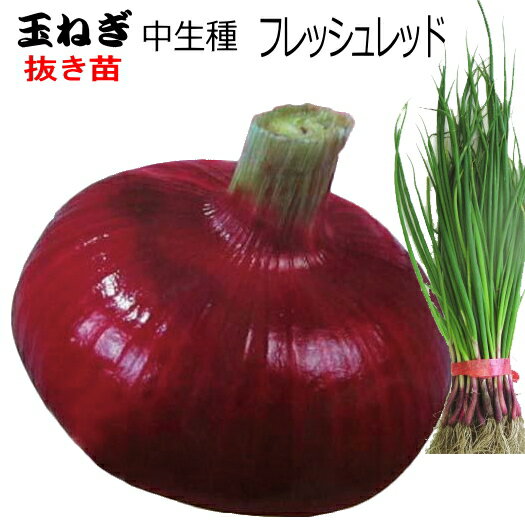 晩生 『 フレッシュレッド 』 赤たまねぎ 抜き苗