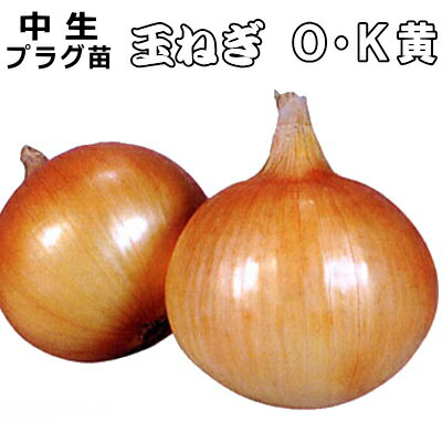 中生 『 OK黄 』 たまねぎ 90本（100穴) セル苗