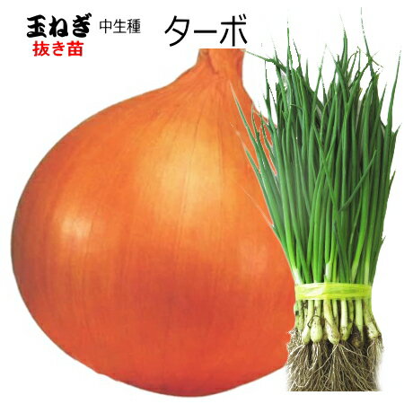 中生 『 ターボ 』 たまねぎ 抜き苗