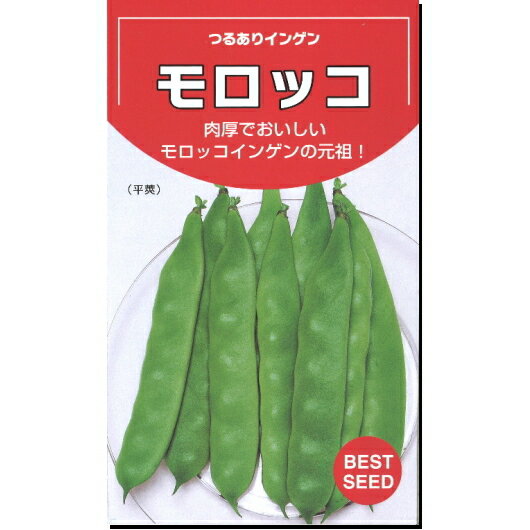 インゲン 種子 つるあり モロッコ 27ml～1dl