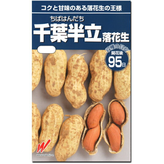 落花生 種子 千葉半立 ピーナツ 40mlのサムネイル