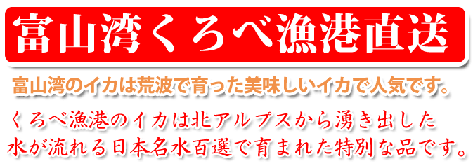 【スルメイカ干物】富山湾　くろべ漁港直送　無添加　いか　美味しい　日本海　海...