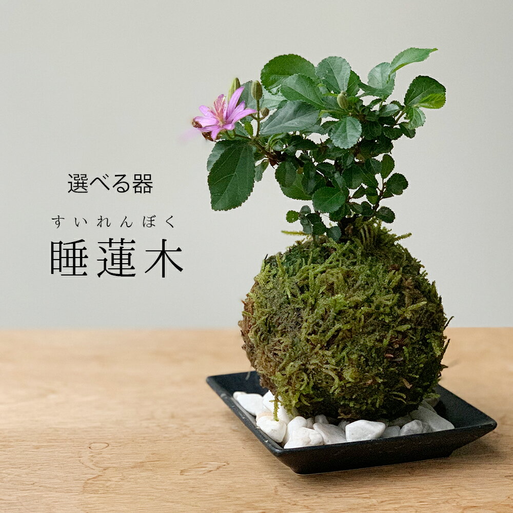 父の日 現在花なし 苔玉 毎年5月から夏ごろに美しい花が楽しめる 睡蓮木（スイレンボク）の苔玉 選べる器セット 敷石…