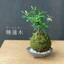 現在花なし 苔玉 毎年5月から夏ごろに美しい花が楽しめる 睡蓮木（スイレンボク）の苔玉・三つ足灰器セット 苔 こけ コケ すいれんぼく 花 はな 紫色 紫 コケダマ こけだま こけ玉