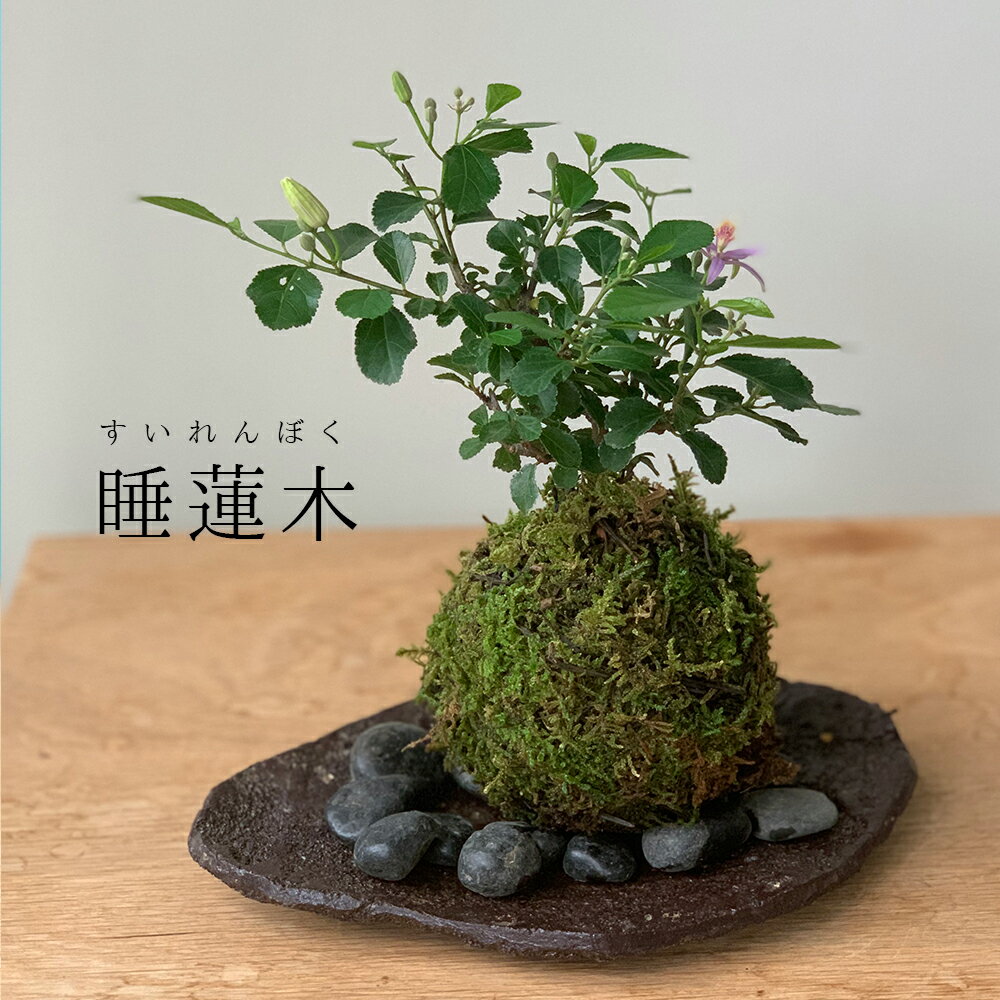 母の日 現在花なし 苔玉　 毎年5月から夏ごろに美しい花が楽しめる 睡蓮木（スイレンボク）の苔玉 くらま岩器 敷石つき くらま岩 風合い 器セット 苔 こけ コケ すいれんぼく 花 はな 紫色 紫 コケダマ こけだま こけ玉