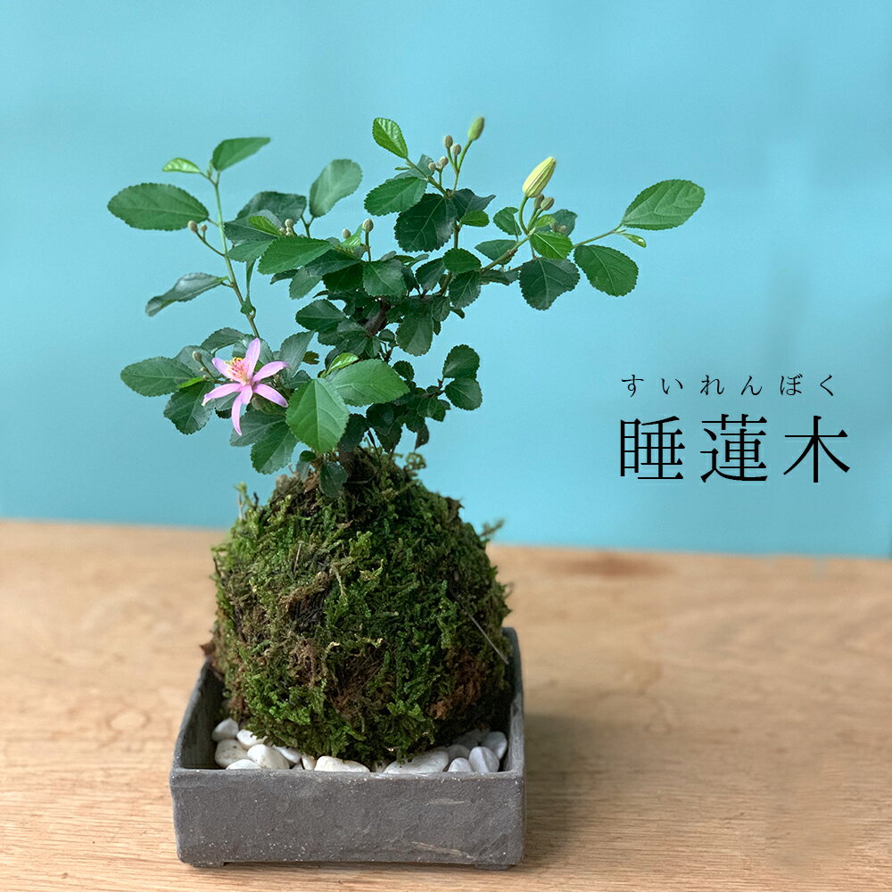 苔玉　 毎年5月から夏ごろに美しい花が楽しめる 睡蓮木（スイレンボク）の苔玉焼締角器セット 敷石つき 陶房・歩知歩智 名古屋セット 苔 こけ コケ すいれんぼく 花 はな 紫色 紫 コケダマ こけだま こけ玉のサムネイル