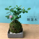 現在花なし 苔玉　 毎年5月から夏ごろに美しい花が楽しめる 睡蓮木（スイレンボク）の苔玉焼締角器セット 敷石つき 陶房・歩知歩智 名古屋セット 苔 こけ コケ すいれんぼく 花 はな 紫色 紫 コケダマ こけだま こけ玉