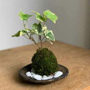 苔玉の入門版、丈夫で育てやすい アイビーミニ苔玉・くらま岩器セット 苔 こけ コケ コケダマ こけ玉 観葉植物