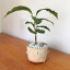 父の日 盆栽 観葉盆栽 【 真山茜さんのトリ 】bonsai ミニ盆栽 てのひら盆栽 コーヒーの木 コーヒーノキ 常緑 一年中緑 還暦祝 長寿 真山茜