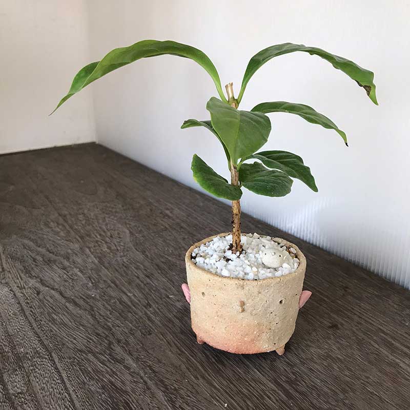 父の日 盆栽 観葉盆栽 【 真山茜さんのトリ 】bonsai ミニ盆栽 てのひら盆栽 　コーヒーの木　コーヒーノキ 常緑 一年中緑　父の日 還暦祝　長寿　真山茜