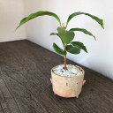 母の日 盆栽 観葉盆栽 【 真山茜さんのトリ 】bonsai ミニ盆栽 てのひら盆栽 　コーヒーの木　コーヒーノキ 常緑 一年中緑　父の日 還暦祝　長寿　真山茜