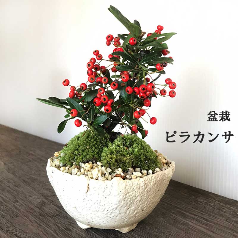 母の日 盆栽 現在実なし ピラカンサの盆栽鉢 万古焼 白鉢 花が咲く 白花 実がなる お正月 たわわ 常緑 一年中楽しめる 三重県 四日市 苔 こけ コケ ぴらかんさ ぼんさい ボンサイ