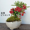 母の日 盆栽 現在実なし ピラカンサの盆栽鉢 万古焼 白鉢 花が咲く 白花 実がなる お正月 たわわ 常緑 一年中楽しめる 三重県 四日市 苔 こけ コケ ぴらかんさ ぼんさい ボンサイ