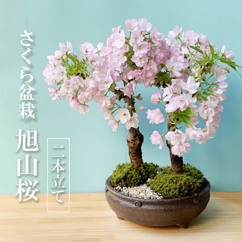 父の日 2024開花終了 盆栽 旭山桜 あさひやまさくら の