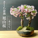 盆栽 旭山桜 あさひやまさくら の二本植え盆栽 炭化焼締鉢 真山茜 八重の桜 かわいい 本格盆栽鉢 豪華二本植え 花咲く盆栽 盆栽桜 初めての盆栽 誕生日 新入学 新築祝い 退職祝い 時間 苔 こけ 桜 さくら サクラ ぼんさい ボンサイ