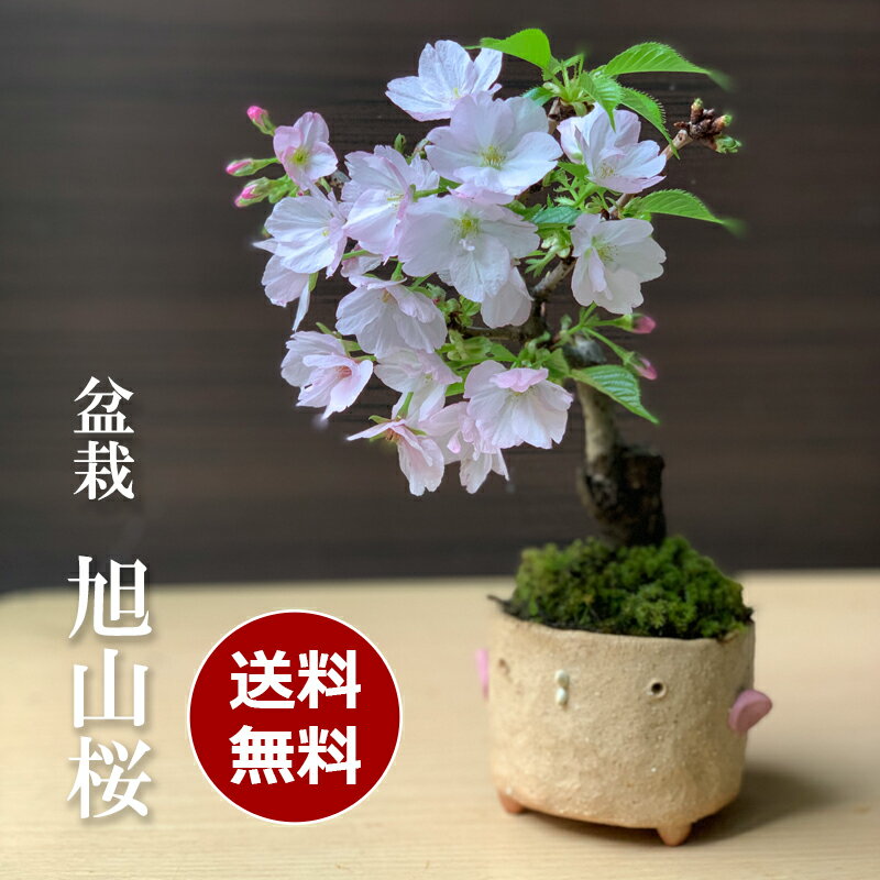 母の日 現在花なし 現在花なし 盆栽 旭山桜 あさひやまさくら 真山茜 トリ鉢 八重の桜 かわいい 花咲くぼんさい 盆栽桜 ギフト花咲く盆栽 盆栽桜 初めての盆栽 父の日 母の日 誕生日 新入学 新築祝い 退職祝い 益子 苔 こけ 桜 さくら サクラ ぼんさい ボンサイ