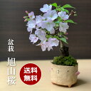 現在花なし 現在花なし 盆栽 旭山桜 あさひやまさくら 真山茜 トリ鉢 八重の桜 かわいい 花咲くぼんさい 盆栽桜 ギフト花咲く盆栽 盆栽桜 初めての盆栽 父の日 母の日 誕生日 新入学 新築祝い 退職祝い 益子 苔 こけ 桜 さくら サクラ ぼんさい ボンサイ