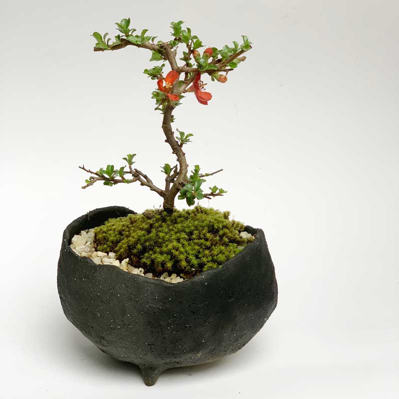 盆栽 現在葉姿 紅長寿梅 鉢 真山茜 炭化焼締鉢 bonsai 長寿梅 紅花 花咲く盆栽 縁...