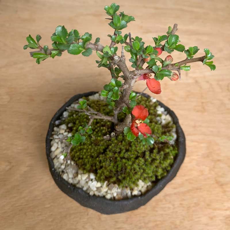盆栽 現在葉姿 紅長寿梅 鉢 真山茜 炭化焼締鉢 bonsai 長寿梅 紅花 花咲く盆栽 縁...