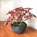 盆栽 ヘンリーヅタ 紅葉する盆栽 bonsai 送料無料　苔 こけ コケ ぼんさい ボンサイ