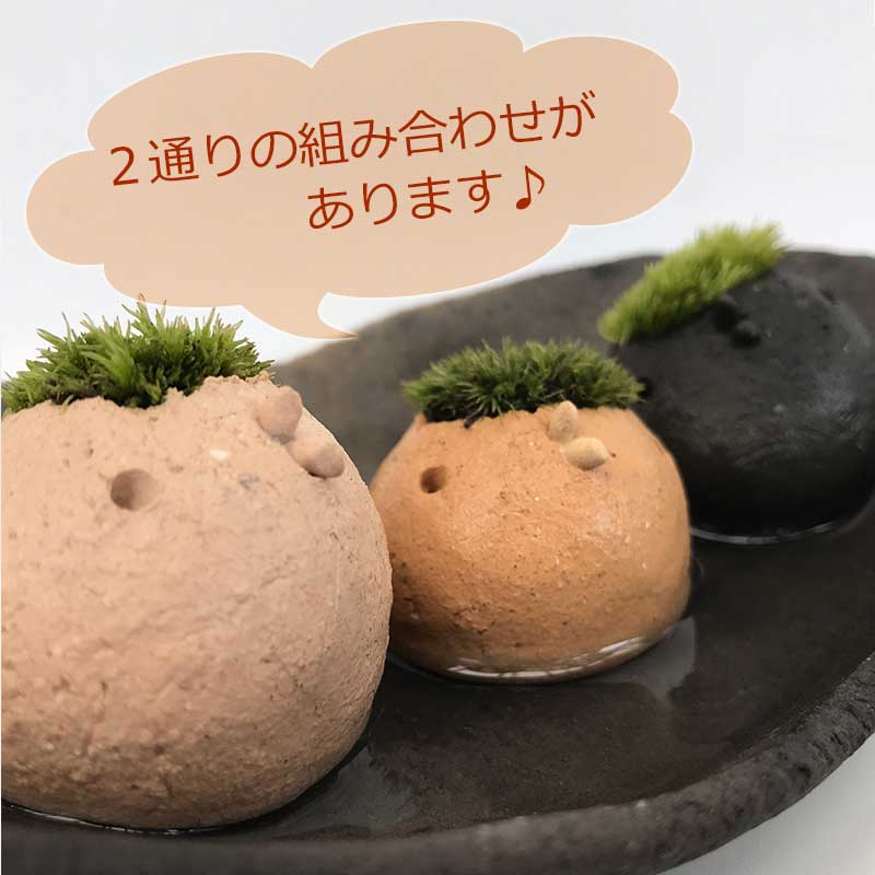 苔 インテリア コケがかわいい 真山茜さんのモスモス モスコトリ3羽・受け皿セット mosmos 益子 陶芸家 観葉植物 コケテラリウム インテリア コケ栽培 ギフト誕生日 とりゴケ 苔とり トリ家族 兄弟陶製 くすっと笑える ラッピング とりゴケ 苔とり 苔 こけ コケ