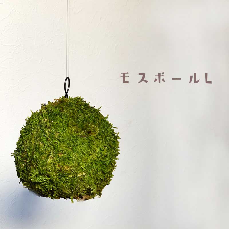 母の日 苔玉 つりこけだま モスボール Lサイズ コケボール つるす 吊り下げ苔玉 ハンギング MOSS BALL（モスボール） Lサイズ 大き目 シンプル ハイゴケ こけだま 苔 こけ コケ コケダマ こけ玉