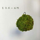 母の日 苔玉 つりこけだま モスボール Mサイズ コケボール つるす 吊り下げ苔玉 ハンギング MOSS BALL（モスボール） Мサイズ 真ん中 シンプル ハイゴケこけだま 苔 こけ コケ コケダマ こけ玉