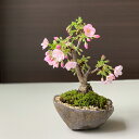 盆栽 旭山桜 あさひやまさくら くらま鉢 八重の桜 かわいい 本格盆栽鉢 花咲くぼんさい 盆栽桜 ギフト花咲く盆栽 盆栽桜 初めての盆栽 父の日 母の日 誕生日 新入学 新築祝い 退職祝い 時間 苔 こけ 桜 さくら サクラ ぼんさい ボンサイ