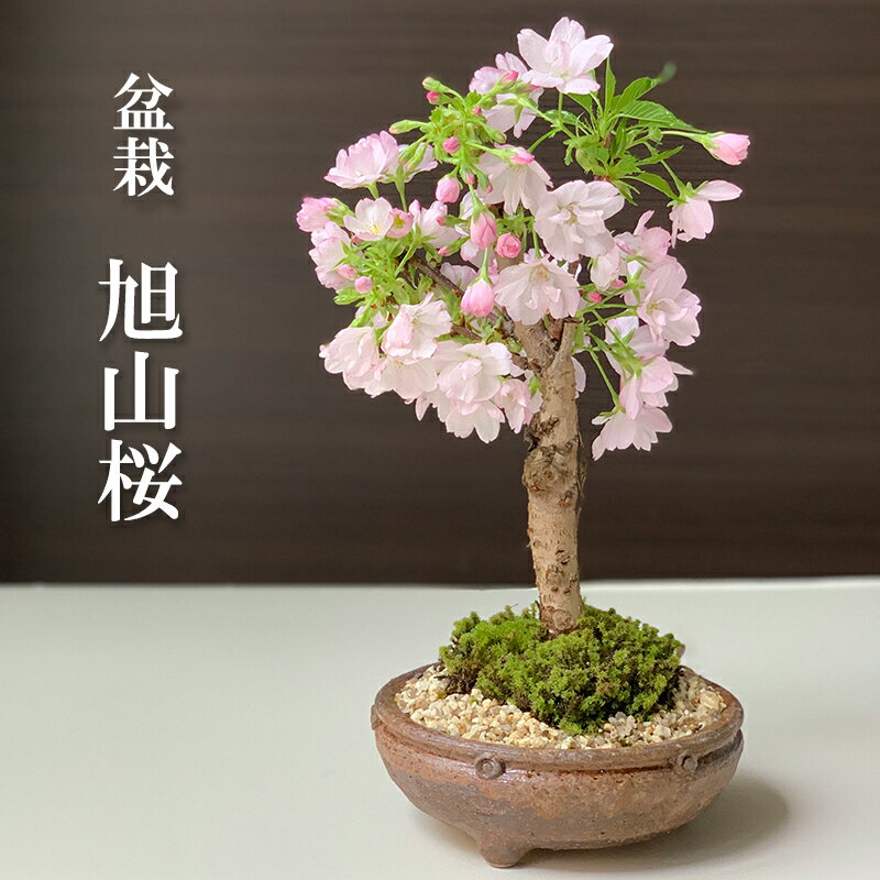 父の日 2024開花終了 盆栽 旭山桜 あさひやまさくら 信楽丸茶鉢 八重の桜 かわいい 本格盆栽鉢 花咲くぼんさい 盆栽桜 ギフト花咲く盆栽 盆栽桜 初めての盆栽 父の日 父の日 誕生日 新入学 新築祝い 退職祝い 時間 苔 こけ 桜 さくら サクラ ぼんさい ボンサイ