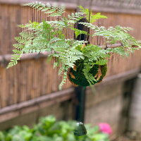 つりしのぶ 苔玉 釣りしのぶ 涼しい音色 風鈴付 夏の風物詩 育てやすい お中元 夏の贈り物 夏のギフト 伝統的 殿様献上品 国産 ハンギング シダ