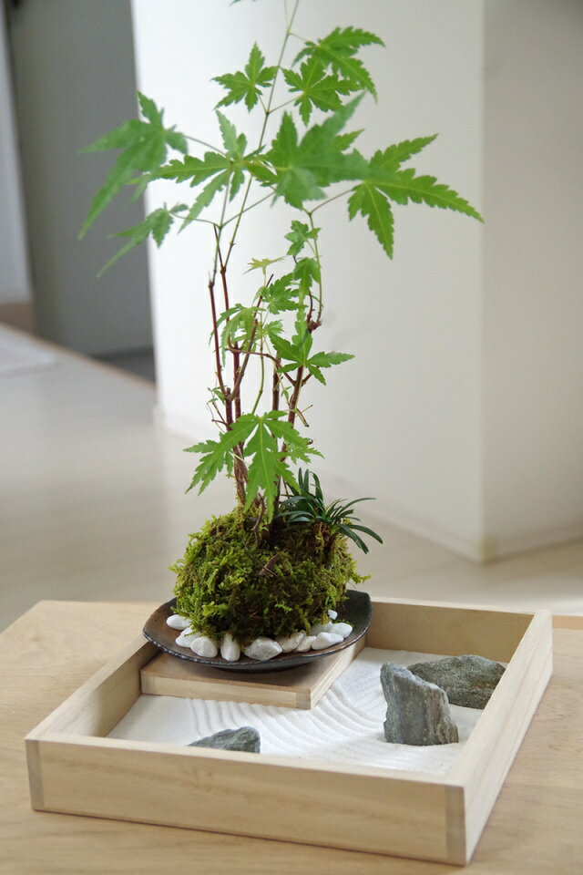 父の日 枯山水×苔玉 枯山水セット 三波石 小サイズ + ヤマモミジ苔玉 器 セット 紅葉 もみじ ミニチュア庭園 ジオラマ zengarden 禅ガーデン 難を転ずる 縁起物 紅葉 こけだま なんてん苔玉 かわいい 卓上時間　ナンテンナ