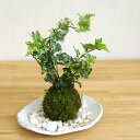 苔玉 アイビー 入門編 丈夫 スタイリッシュ 強い ヘデラ 楕円白皿粉引器 器セットコケダマ 観葉植物 育て方のしおり付 お手入れ相談 電話 メールサポート アイビー苔玉 こけだま