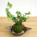 苔玉 アイビー 入門編 丈夫 スタイリッシュ 強い ヘデラ・焼締茶器(やきしめっちゃき)セット メールサポート アイビー苔玉 こけだま 苔 こけ コケ コケダマ こけ玉 観葉植物