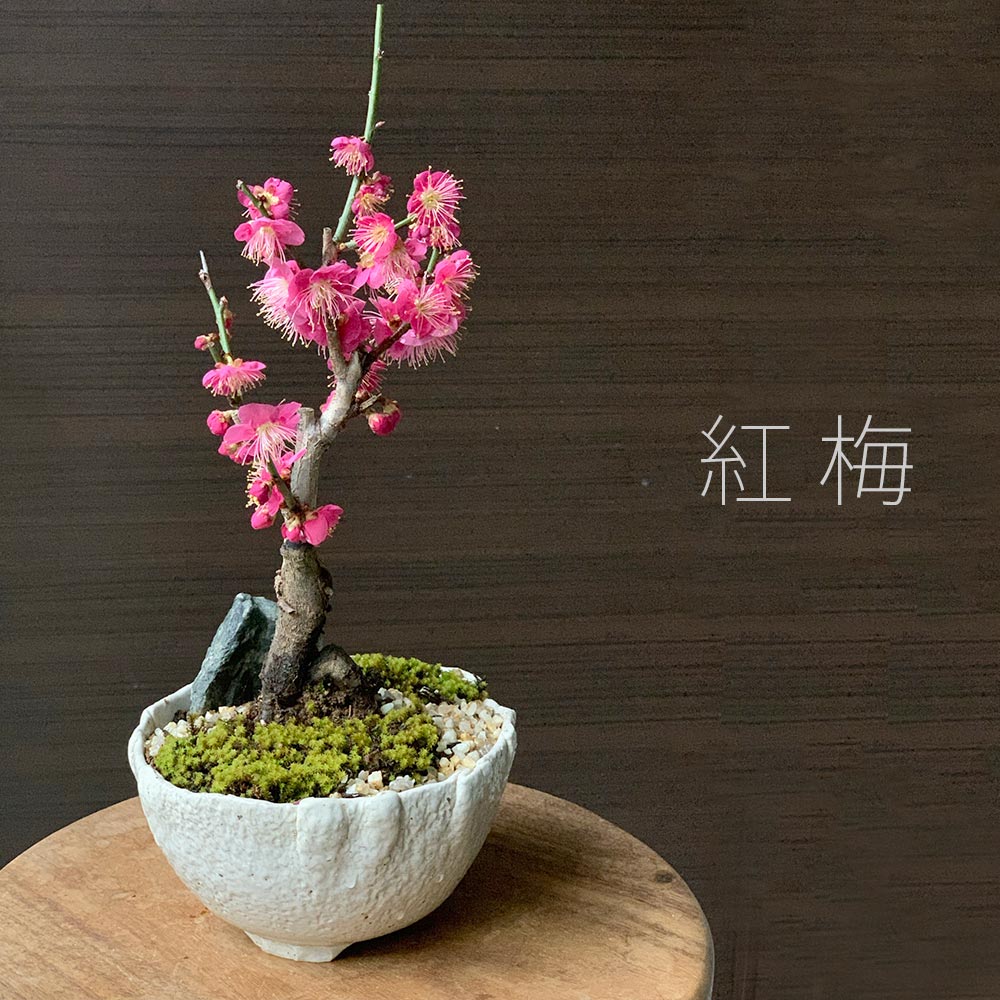 母の日 盆栽 梅 白梅 梅盆栽花咲くボンサイ bonsai 香り高い お祝い 父の日 母の日 誕生日 新入学 新築祝い ぼんさい 苔 こけ コケ うめ ウメ はくばい ハクバイ