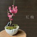 盆栽 梅 白梅 梅盆栽花咲くボンサイ bonsai 香り高い お祝い 父の日 母の日 誕生日 新入学 新築祝い ぼんさい 苔 こけ コケ うめ ウメ はくばい ハクバイ