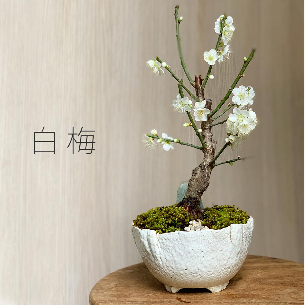 父の日 盆栽 梅 白梅 梅盆栽花咲くボンサイ bonsai 香り高い お祝い 父の日 父の日 誕生日 新入学 新築祝い ぼんさい 苔 こけ コケ うめ ウメ はくばい ハクバイ