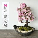 開花終了 盆栽 陽光桜 ようこうざくら くらま鉢 一重の桜 かわいい 本格盆栽鉢 花咲くぼんさい 盆栽桜 ギフト花咲く盆栽 盆栽桜 初めての盆栽 誕生日 新入学 新築祝い 退職祝い 時間 苔 こけ 桜 さくら サクラ ぼんさい ボンサイ
