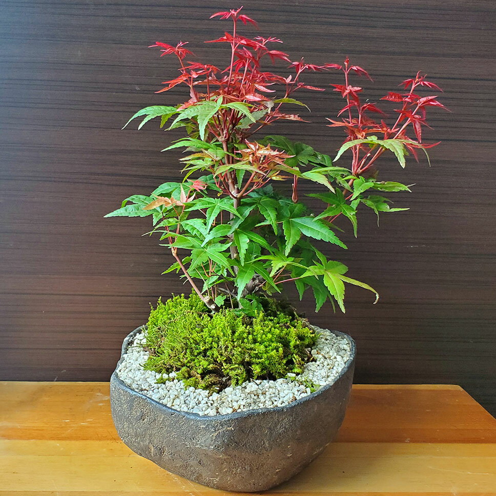 母の日 盆栽 出猩々モミジ 紅葉の盆栽 bonsai 苔 こけ コケ ぼんさい ボンサイ もみじ 紅葉 でしょうじょうもみじ 真っ赤