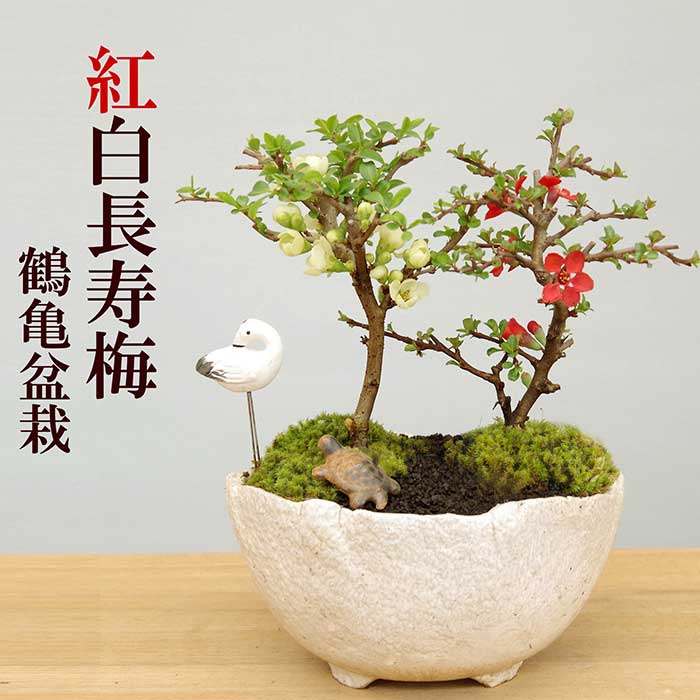 父の日 現在花なし 盆栽 長寿梅 紅白 二本植え紅白長寿梅（コウハクチョウジュバイ）鶴亀盆栽花咲くボンサイ bonsai 草木瓜 お祝い 誕生日 新入学 新築祝い ウエディングギフト ぼんさい ボンサイ