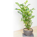 盆栽 シマトネリコ 室内で育てられます！光沢の葉が魅力 シマトネリコの鉢植え（焼締鉢）ボンサイ ぼんさい しまとねりこ