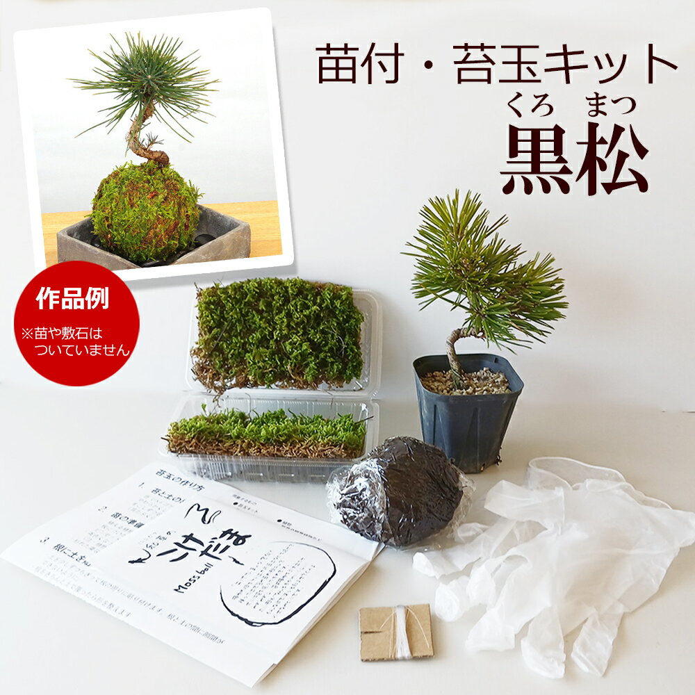 父の日 苔玉作成キット 植物苗がついている 苔玉キット 苗付（黒松 クロマツ） 手作り 初心者 こけだまの材料 かんた…