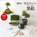 苔玉作成キット 植物苗がついてい