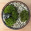 父の日 苔が主役の苔盆栽 古都の趣ある神社の風景 信楽焼平鉢 三波石を添えた小さな庭園ホソバオキナゴケ ヤマゴケ 小さな空間で雄大な景色を 苔テラリウム コケテラリウム